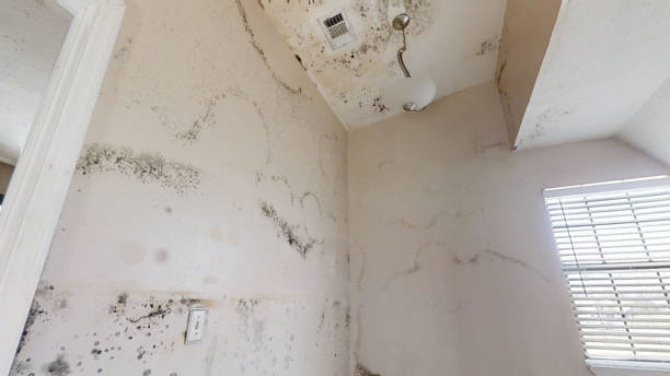 Asbestos and Lead Testing During Mold Inspection